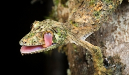 lizard