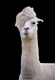 Libertarian Llamas