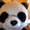 cdbear