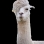 Libertarian Llamas